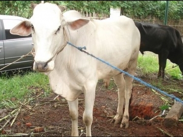 Warga Heboh, Ditemukan Cacing Hati Pada Sapi Kurban Pemberian Presiden Jokowi