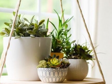 Segarkan Ruangan di Rumahmu dengan 5 Ide Hiasan Tanaman Ini