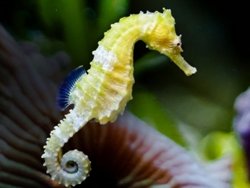 Viral Foto Kuda Laut Bawa Cotton Bud, Kenyataan Dibaliknya Justru Menyedihkan