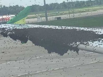 Diserbu Ribuan Lebah, Pesawat Citilink di Kualanamu Tak Bisa Terbang