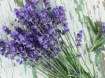 Tidurmu Terganggu Karena Nyamuk? Tangkal dengan 4 Tanaman Alami Ini