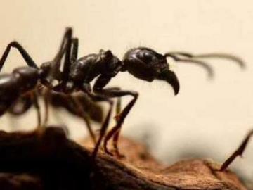  Gigitan Semut Menewaskan Wanita Asal India