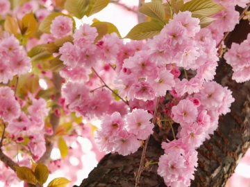 Resmi Ditetapkan, Warna Ini Jadi yang Tertua di Dunia dengan Umur 1 Miliar Tahun