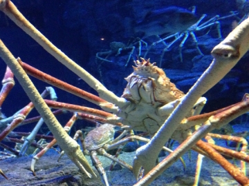 Bikin Merinding, 9 Foto Hewan Ini Lebih Menyeramkan dari Film Horor