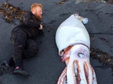  Penyelam di Selandia Baru Temukan Cumi-Cumi Raksasa dengan Ukuran Menakjubkan 