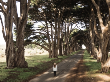 Deretan Terowongan Pohon Paling Menakjubkan di Dunia