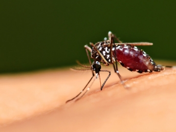 Ini 8 Langkah Mencegah Demam Berdarah yang Tengah Mewabah di Indonesia 