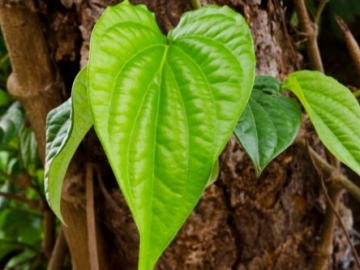 Selain Mengobati Mimisan, Ini 7 Manfaat Daun Sirih yang Bisa Kalian Dapatkan