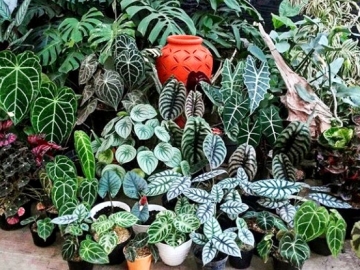 Bahaya, Pastikan Tidak Merawat 8 Tanaman Ini Jika Memiliki Hewan Peliharaan