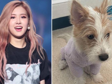 Rose BLACKPINK Tuai Pujian Usai Adopsi Anjing Terlantar