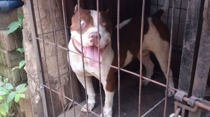 Foto: Keluarga Akui Menyesal, Terungkap Fakta Pitbull yang Menggigit Sasa Pernah Juarai Kontes