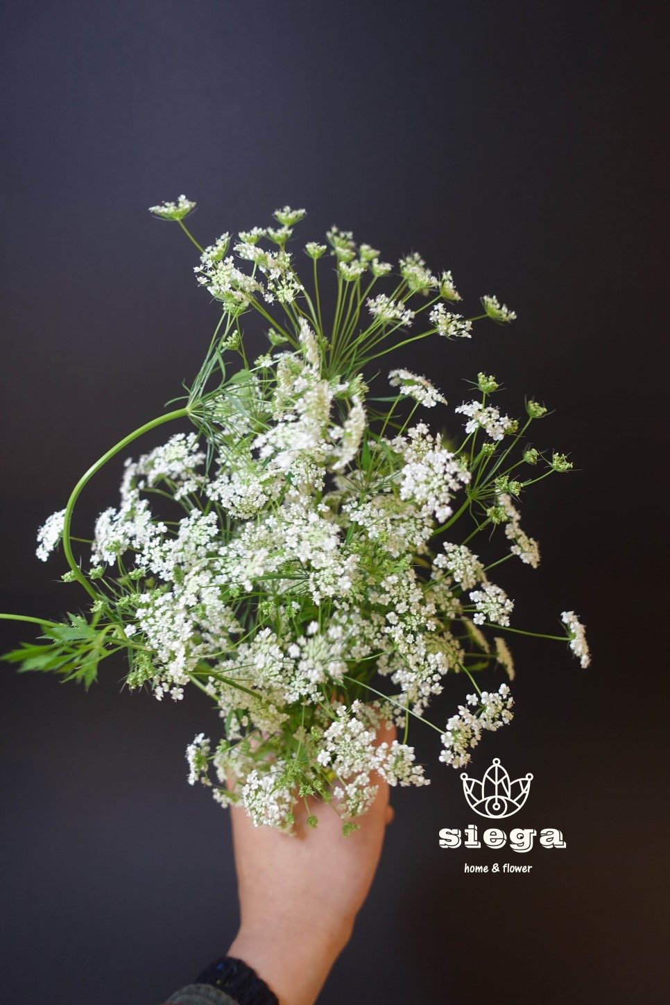 Bunga Queen Anne's Lace