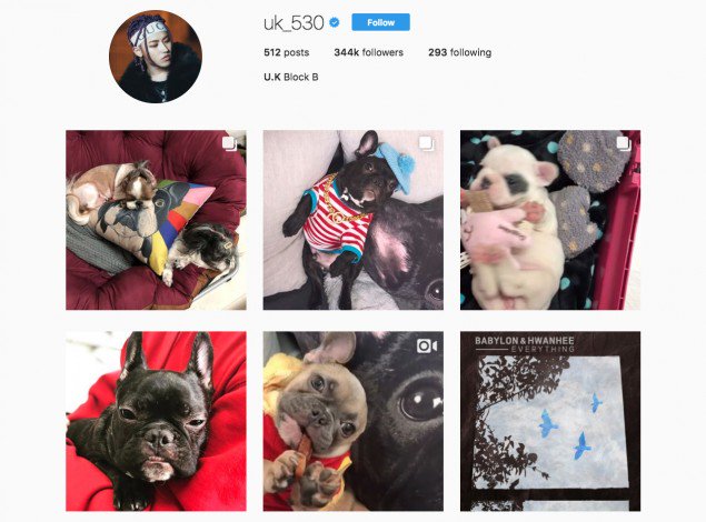 Foto Anjing Peliharaan Kwon