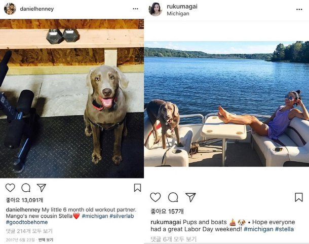 Daniel Henney Unggah Foto Anjing Peliharaan Ru Kumagai di Instagramnya