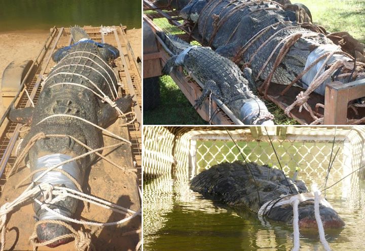 Buaya Raksasa Ditangkap di Australia