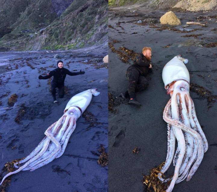 Penyelam di Selandia Baru Temukan Cumi-Cumi Raksasa dengan Ukuran Menakjubkan