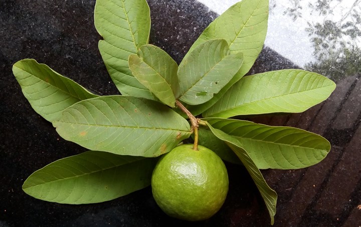 Daun Jambu Biji dapat Mengatasi Kolesterol Tinggi