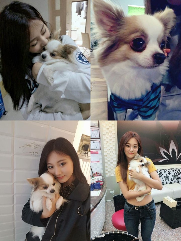 Anjing Tzuyu Twice yang Menggemaskan