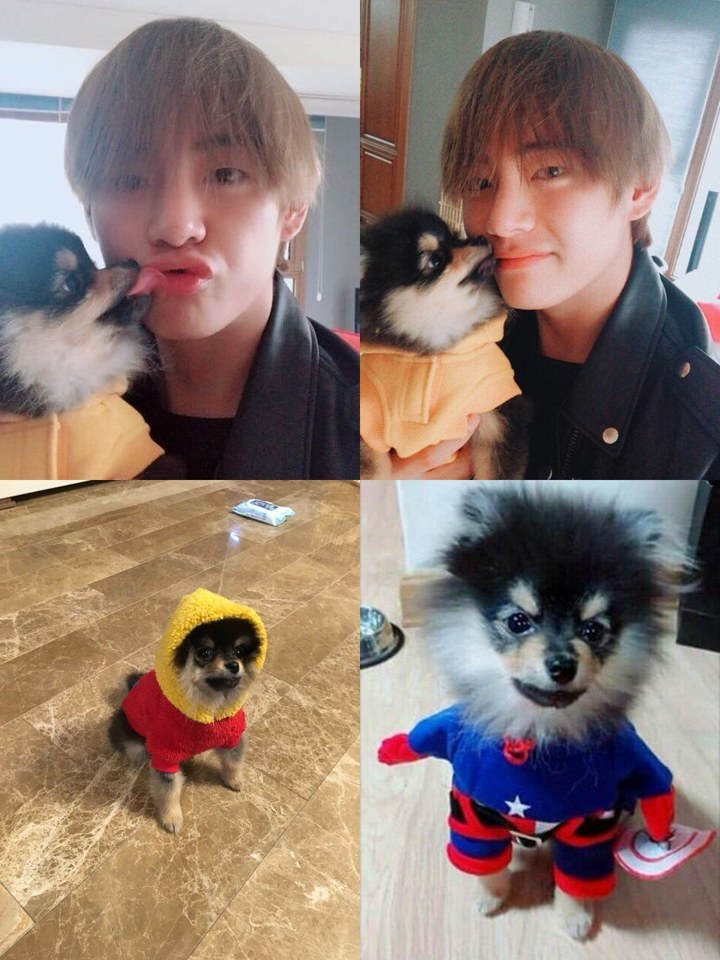 Anjing Mungil Milik V BTS