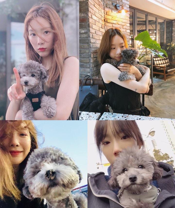 Poodle Punya Taeyeon yang Kerap Dipamerkan