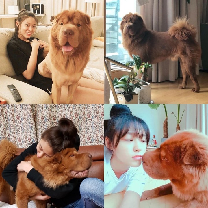 Seolhyun Punya Anjing Besar
