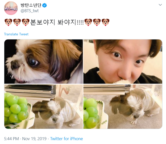 Makin Menggemaskan, AAnjing Lucu Peliharaan J-Hope BTS Diminta Jadi Bintang Pemotretan