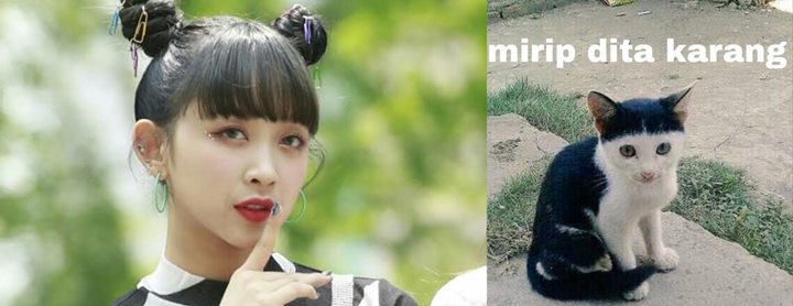 potret dita karang disebut-sebut mirip dengan seekor kucing