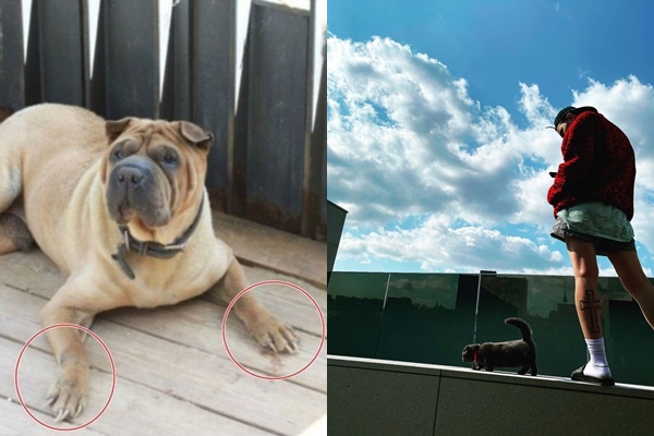 Foto Anjing Peliharaan Tampak Telantar dan Tak Terurus, G-Dragon Tuai Kecaman